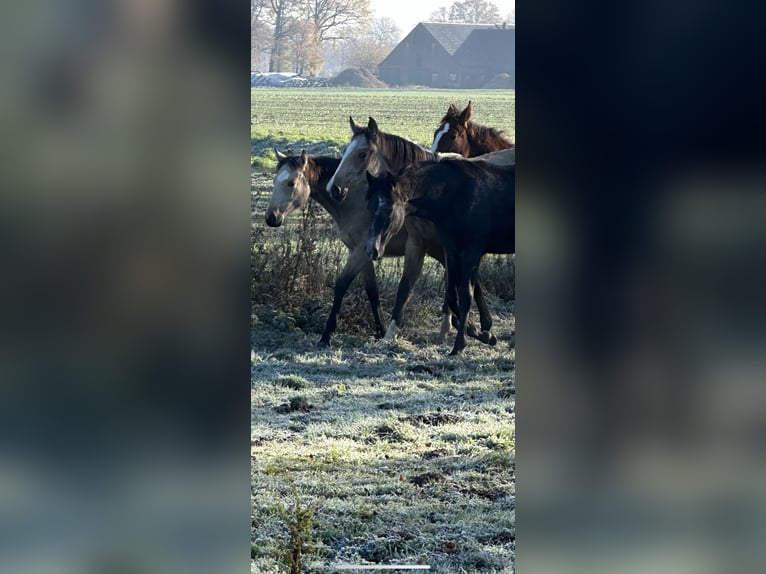 Barock Pinto Jument 1 Année Buckskin in HamminkelnHamminkeln
