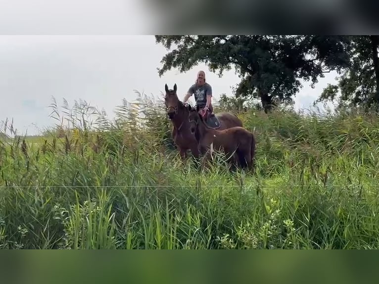 Barock Pinto Croisé Jument 1 Année in Grafhorst