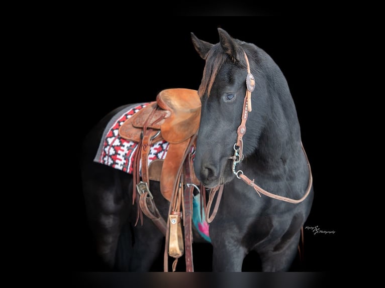 Barock Pinto Jument 2 Ans 150 cm Noir in Hastings