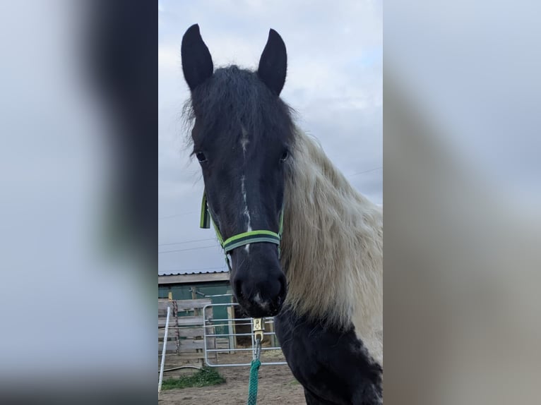 Barock Pinto Jument 2 Ans 150 cm Pinto in Schallstadt