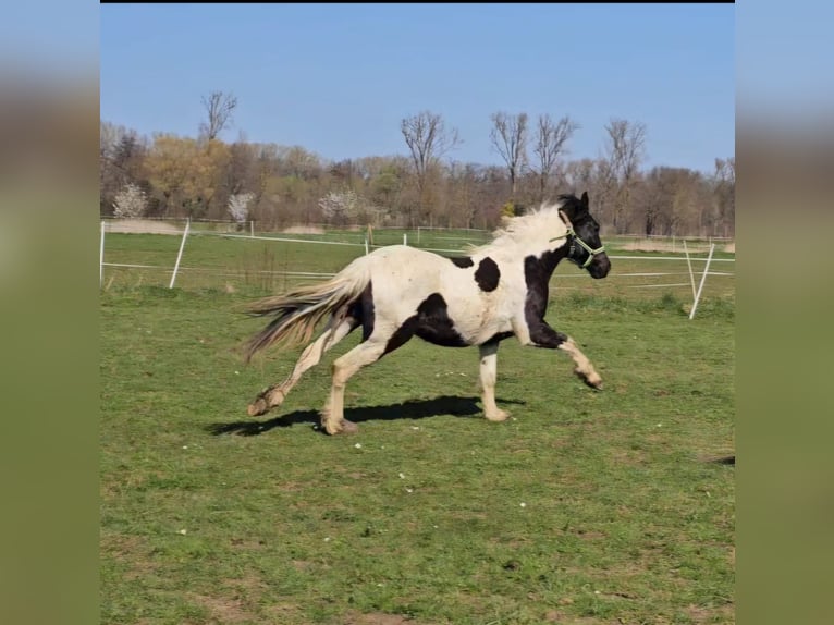 Barock Pinto Jument 2 Ans 150 cm Pinto in Schallstadt