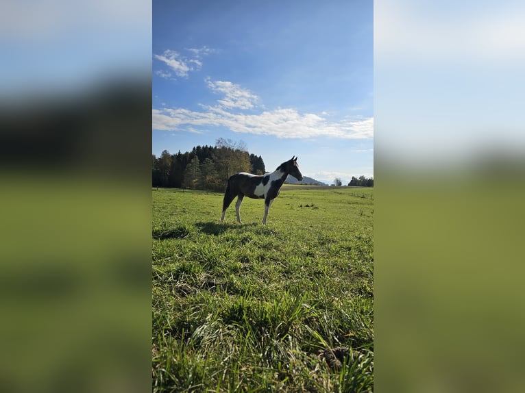 Barock Pinto Croisé Jument 2 Ans 160 cm Pinto in Moosburg