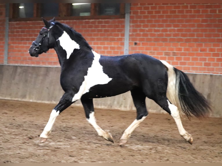 Barock Pinto Jument 2 Ans 164 cm Pinto in uelsen