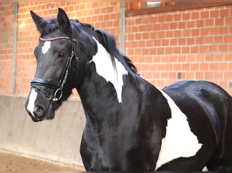 Barock Pinto Jument 2 Ans 164 cm Pinto in uelsen