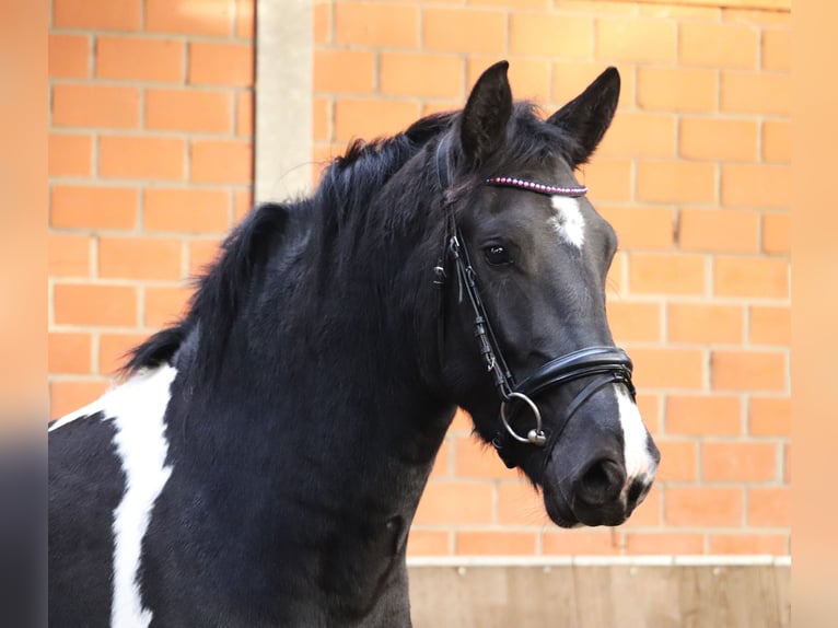 Barock Pinto Jument 2 Ans 164 cm Pinto in uelsen