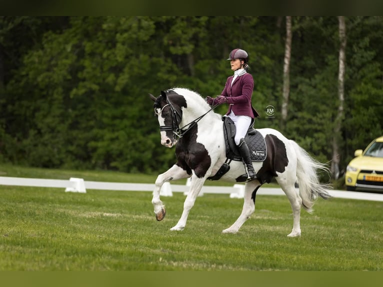 Barock Pinto Jument 2 Ans 165 cm Pinto in Kockengen