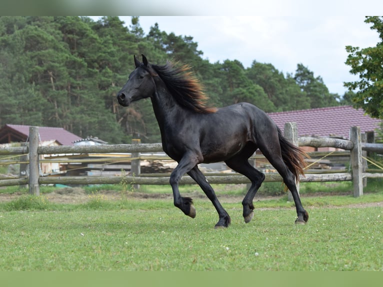 Barock Pinto Jument 2 Ans 175 cm Noir in Plzeň-sever