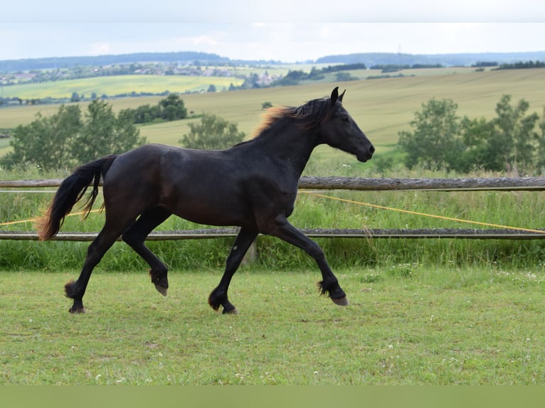 Barock Pinto Jument 2 Ans 175 cm Noir in Plzeň-sever