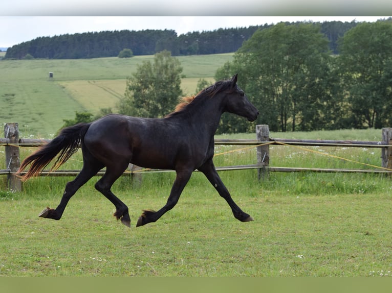 Barock Pinto Jument 2 Ans 175 cm Noir in Plzeň-sever