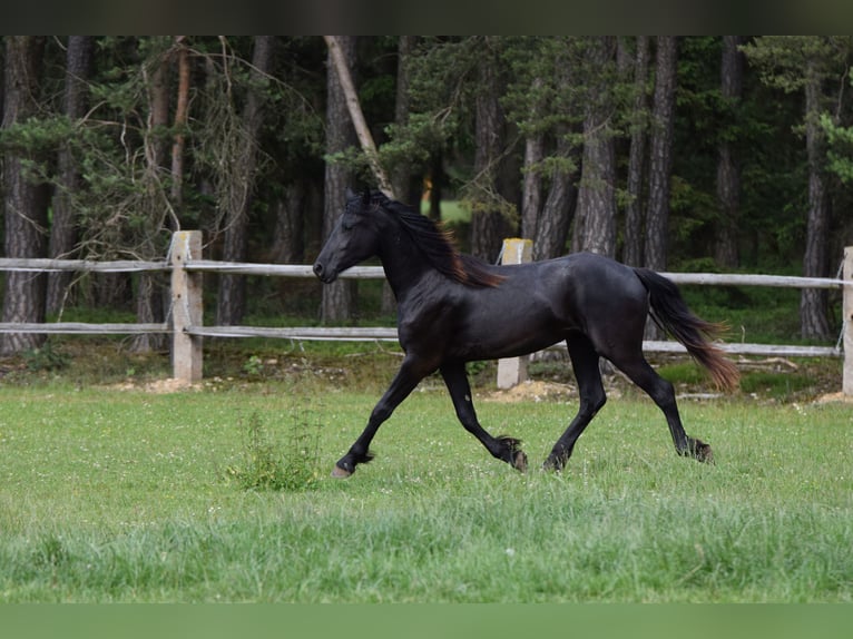 Barock Pinto Jument 2 Ans 175 cm Noir in Plzeň-sever