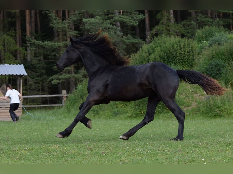 Barock Pinto Jument 2 Ans 175 cm Noir in Plzeň-sever