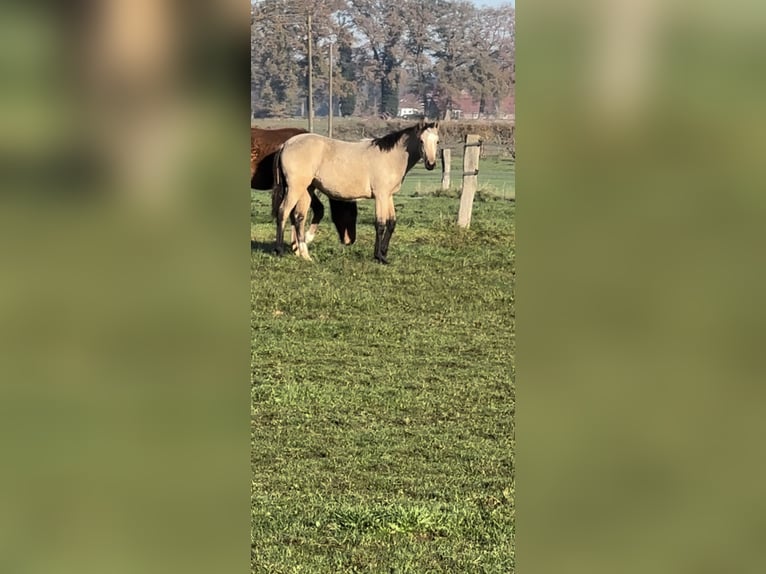 Barock Pinto Jument 2 Ans Buckskin in HamminkelnHamminkeln