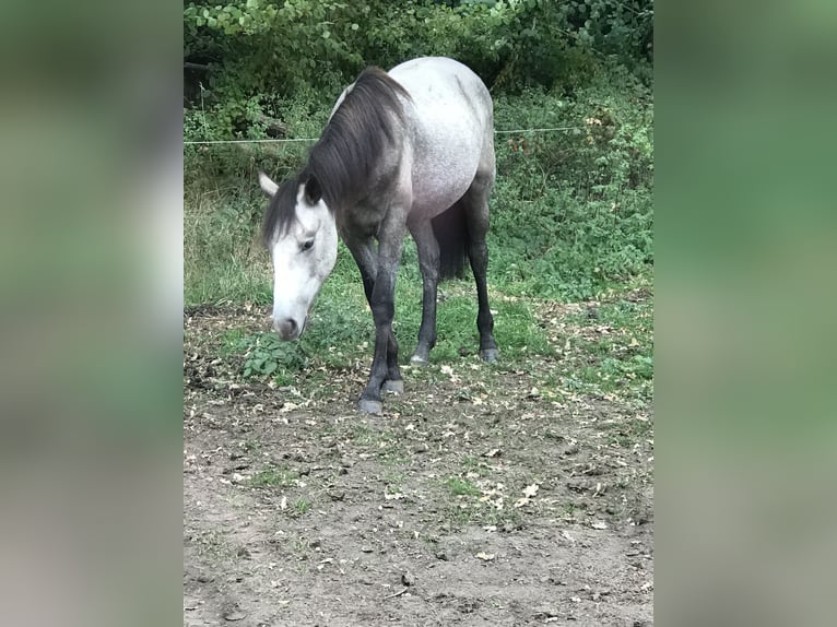 Barock Pinto Jument 2 Ans Buckskin in HamminkelnHamminkeln