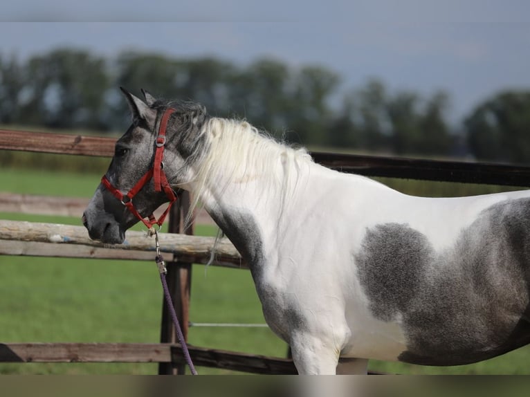Barock Pinto Croisé Jument 2 Ans Pinto in Zieuwent