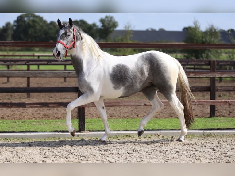 Barock Pinto Croisé Jument 2 Ans Pinto in Zieuwent