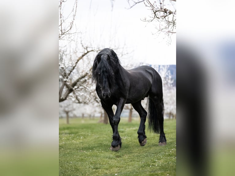 Barock Pinto Jument 3 Ans 155 cm Pinto in Nöhagen