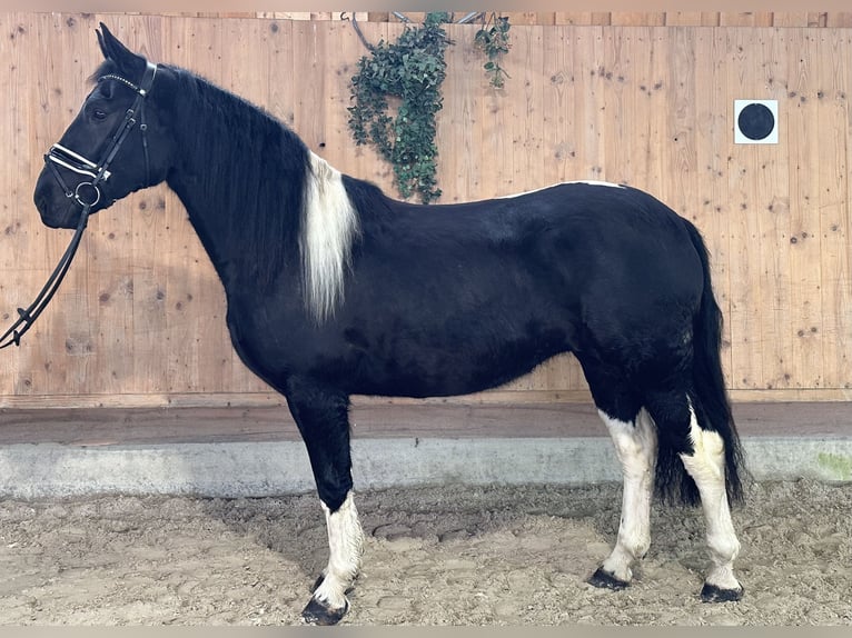 Barock Pinto Jument 3 Ans 157 cm Pinto in Riedlingen