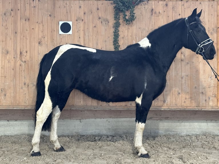 Barock Pinto Jument 3 Ans 157 cm Pinto in Riedlingen