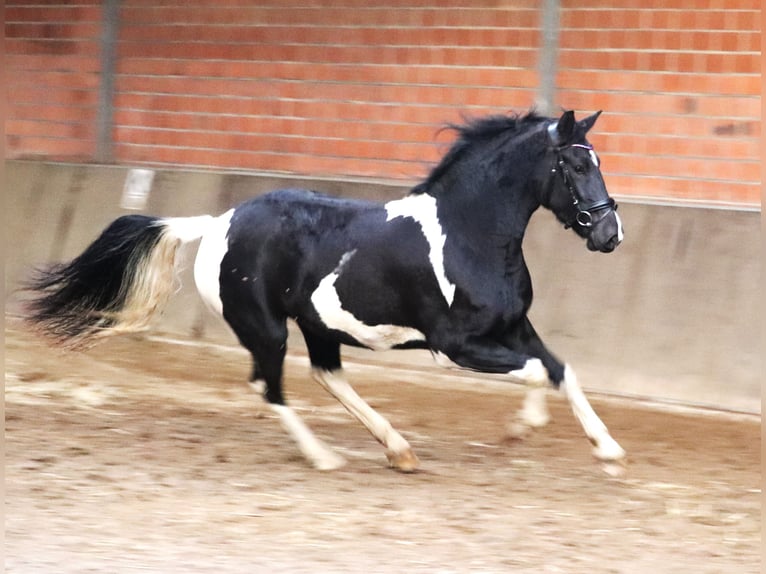 Barock Pinto Jument 3 Ans 164 cm Pinto in uelsen