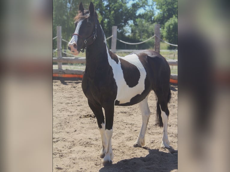 Barock Pinto Jument 4 Ans 153 cm Pinto in Kotzen