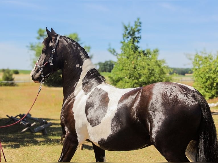 Barock Pinto Jument 4 Ans 153 cm Pinto in Kotzen