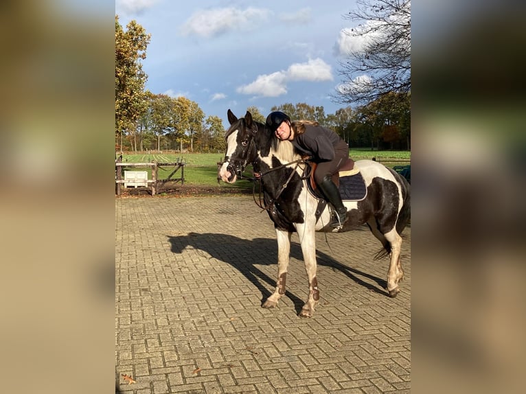 Barock Pinto Croisé Jument 4 Ans 155 cm Léopard in Tubbergen