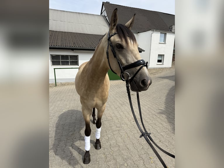 Barock Pinto Jument 4 Ans 160 cm Champagne in Hattingen