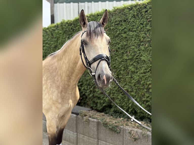 Barock Pinto Jument 4 Ans 160 cm Champagne in Hattingen
