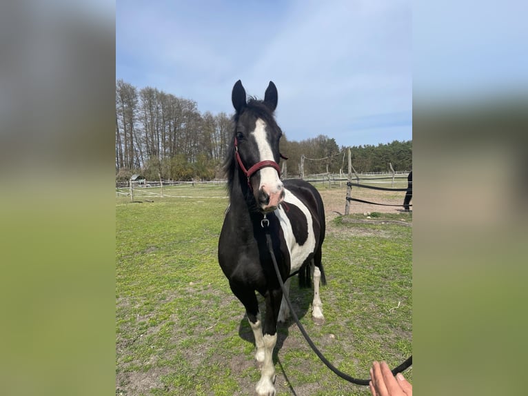 Barock Pinto Jument 4 Ans 160 cm Pinto in Großbeeren