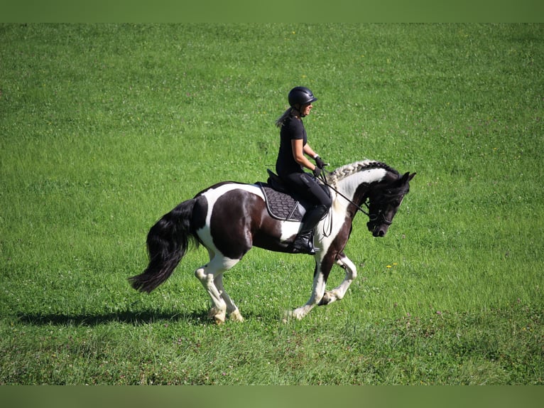 Barock Pinto Jument 4 Ans 160 cm Pinto in Kienach