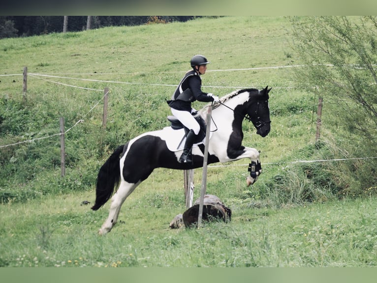 Barock Pinto Jument 4 Ans 160 cm Pinto in Kienach