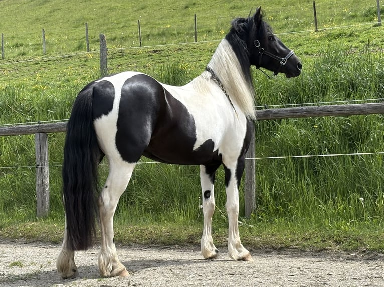 Barock Pinto Jument 4 Ans 160 cm Pinto in Irdning