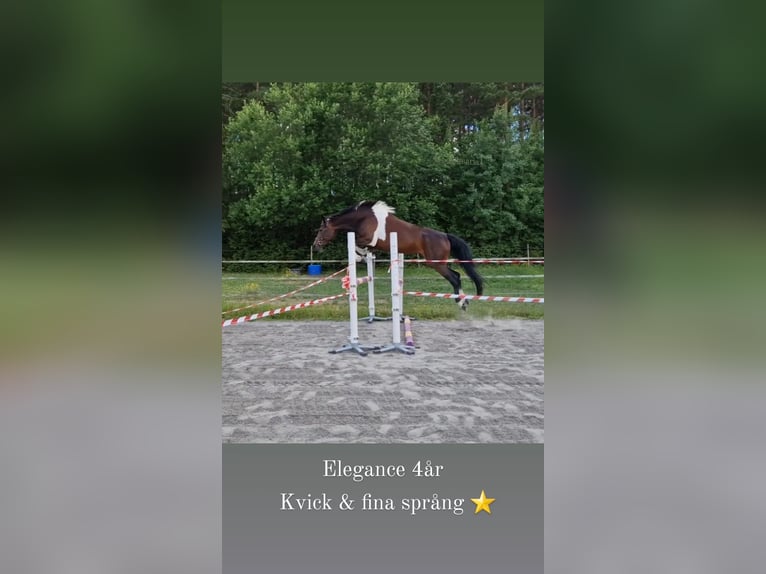 Barock Pinto Jument 4 Ans 163 cm Pinto in Söderköping