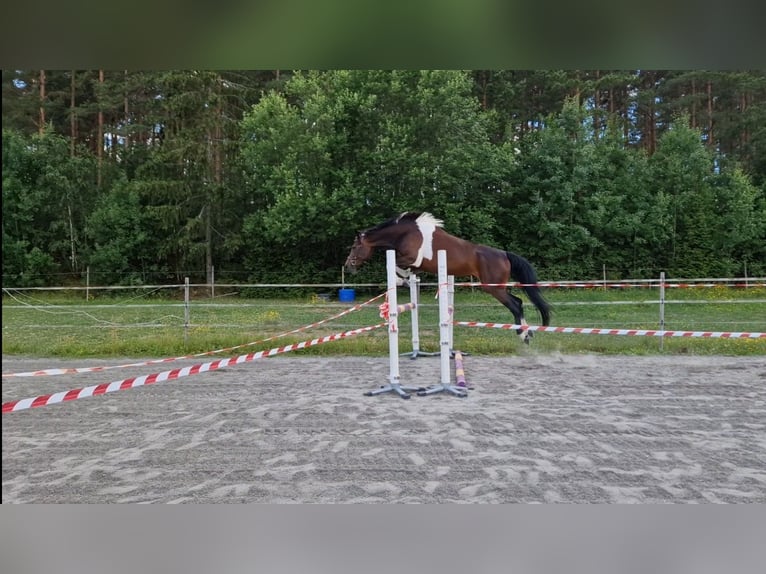 Barock Pinto Jument 4 Ans 163 cm Pinto in Söderköping