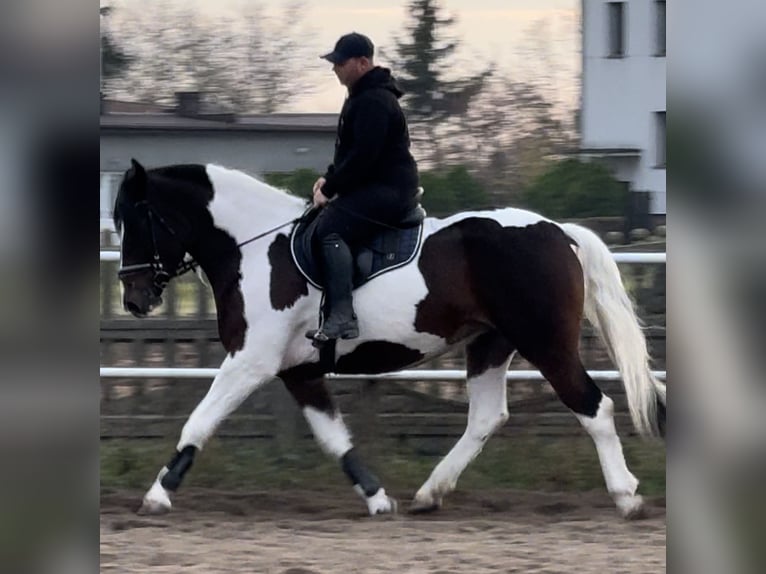 Barock Pinto Jument 4 Ans 166 cm Pinto in Leer (Ostfriesland)