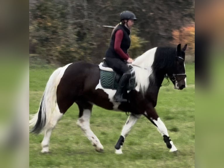 Barock Pinto Jument 4 Ans 166 cm Pinto in Leer (Ostfriesland)