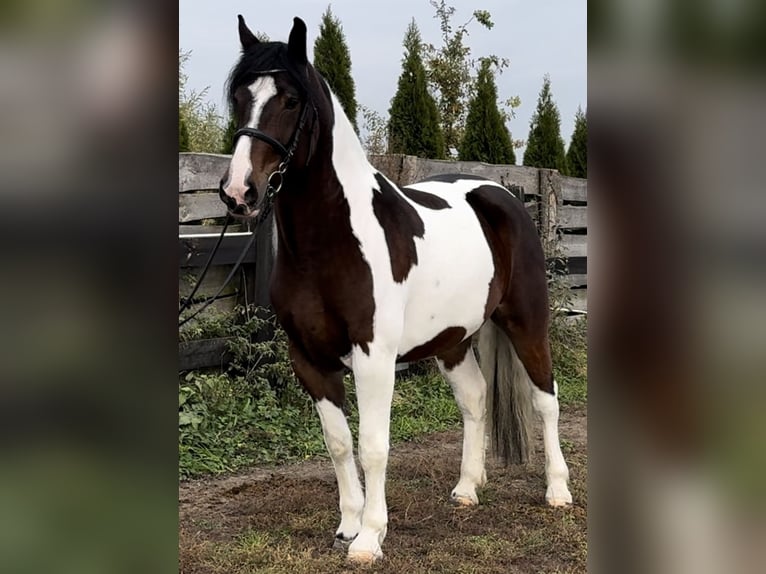 Barock Pinto Jument 4 Ans 166 cm Pinto in Leer (Ostfriesland)