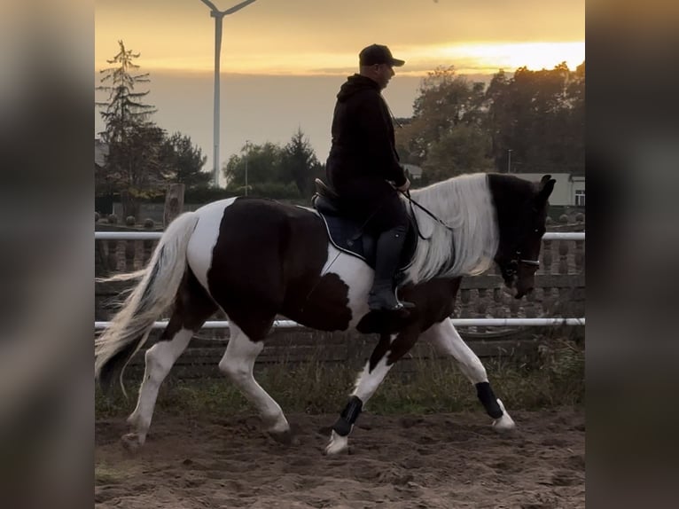 Barock Pinto Jument 4 Ans 166 cm Pinto in Leer (Ostfriesland)