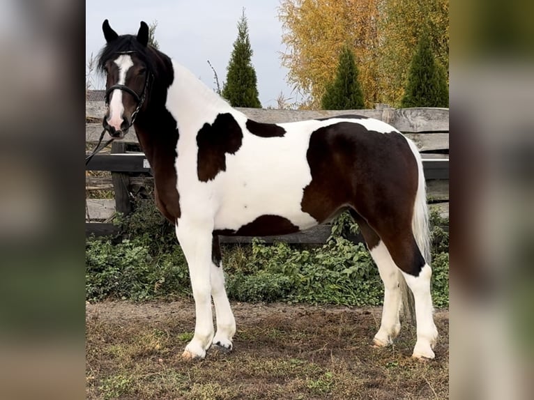 Barock Pinto Jument 4 Ans 166 cm Pinto in Leer (Ostfriesland)