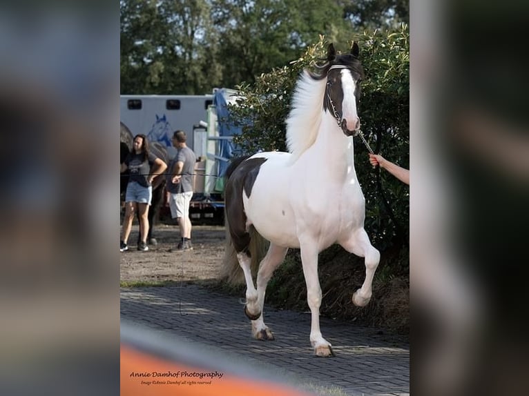 Barock Pinto Jument 4 Ans 167 cm Pinto in Schagen