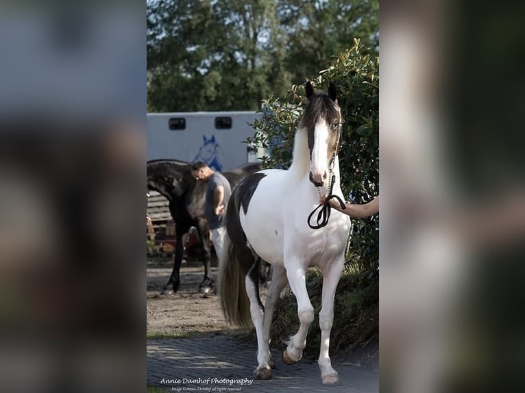 Barock Pinto Jument 4 Ans 167 cm Pinto in Schagen