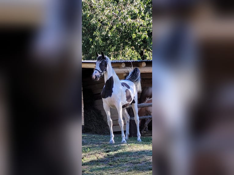 Barock Pinto Jument 4 Ans 170 cm Tobiano-toutes couleurs in Civo