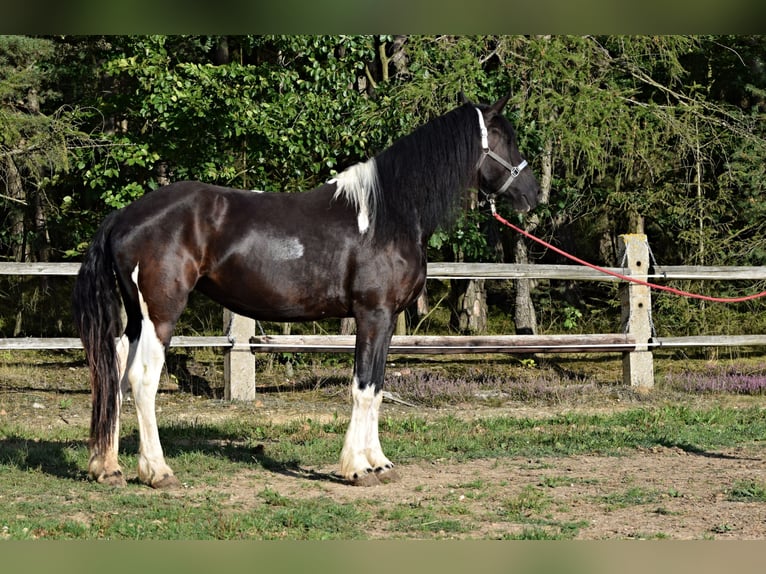 Barock Pinto Jument 4 Ans 177 cm Tobiano-toutes couleurs in Pilsen