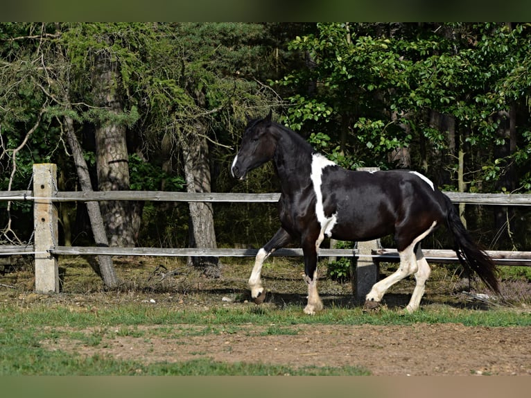 Barock Pinto Jument 4 Ans 177 cm Tobiano-toutes couleurs in Pilsen