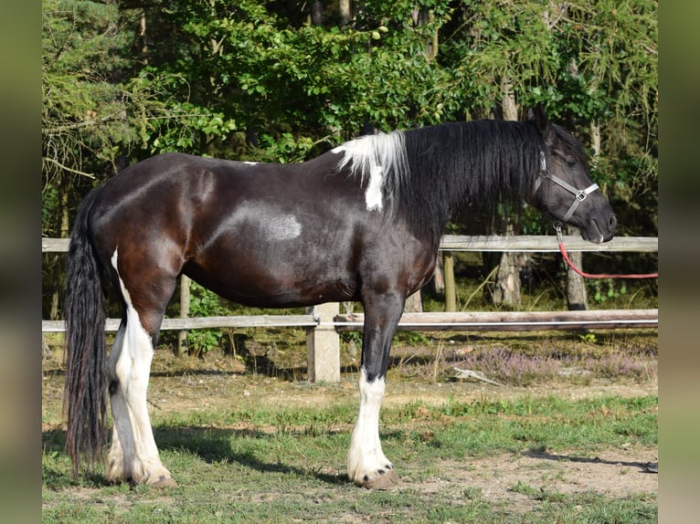 Barock Pinto Jument 4 Ans 177 cm Tobiano-toutes couleurs in Pilsen