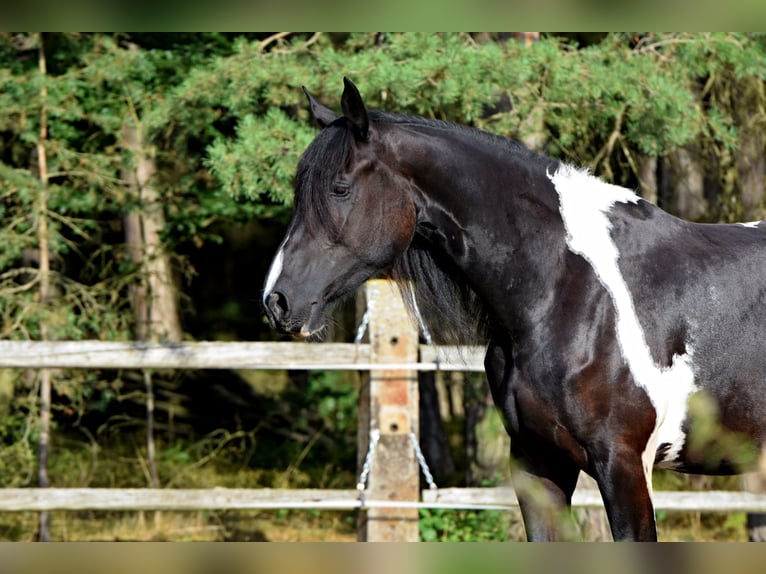 Barock Pinto Jument 4 Ans 177 cm Tobiano-toutes couleurs in Pilsen