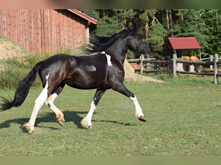 Barock Pinto Jument 4 Ans 177 cm Tobiano-toutes couleurs in Pilsen