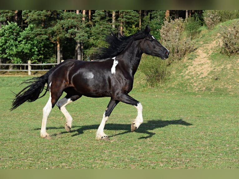 Barock Pinto Jument 4 Ans 177 cm Tobiano-toutes couleurs in Pilsen