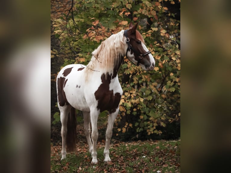 Barock Pinto Jument 5 Ans 158 cm Pinto in Saarlouis