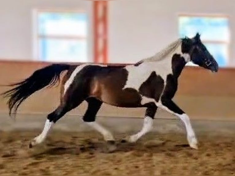 Barock Pinto Croisé Jument 5 Ans 158 cm Pinto in B&#xE9;k&#xE9;scsaba